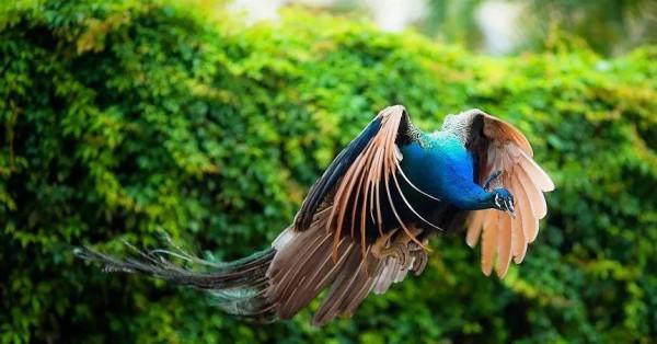 分享圖片，美麗高貴的吉祥鳥、五彩斑斕的孔雀64款