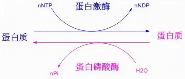 當磷酸化遇到 western blot，老司機教你這樣操作&period;&period;&period;