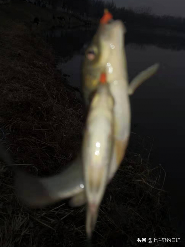 釣魚日記——2021年11月28日