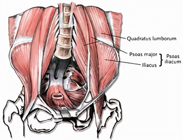 脊柱運動康復,不得不瞭解髂腰韌帶 脊柱運動康復,不得不瞭解髂腰韌帶