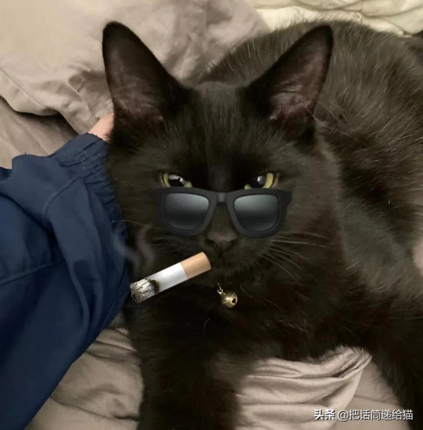 留學生被拒20次終於領養到貓，半年後發現小貓咪居然變色了