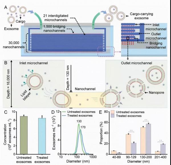 陳根:基於奈米流控晶片技術,開發高效率外泌體系統 陳根:基於奈米流控晶片技術,開發高效率外泌體系統