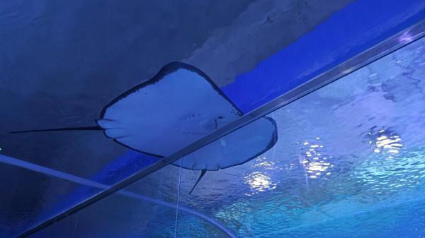 離海最遠的地方第一次看到那麼多海洋生物