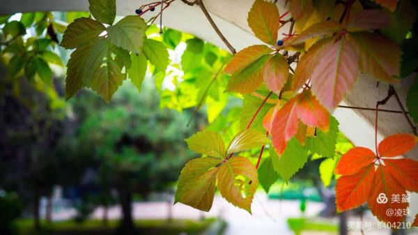 平朔公園的爬山虎