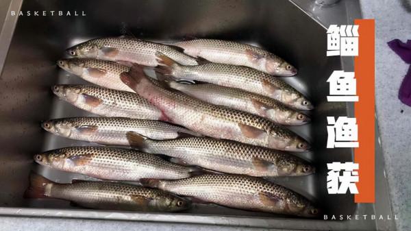 釣鯔魚就是這麼簡單 鯔魚餌料配方分享