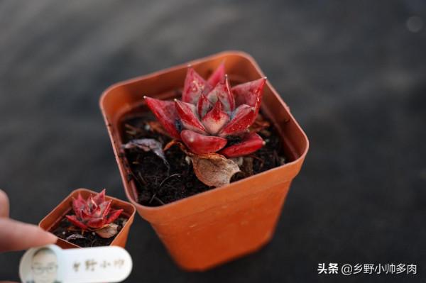 多肉美,玲瓏透嬌豔欲,小帥帶大家共賞冬日多肉之美 多肉美,玲瓏透嬌豔欲,小帥帶大家共賞冬日多肉之美