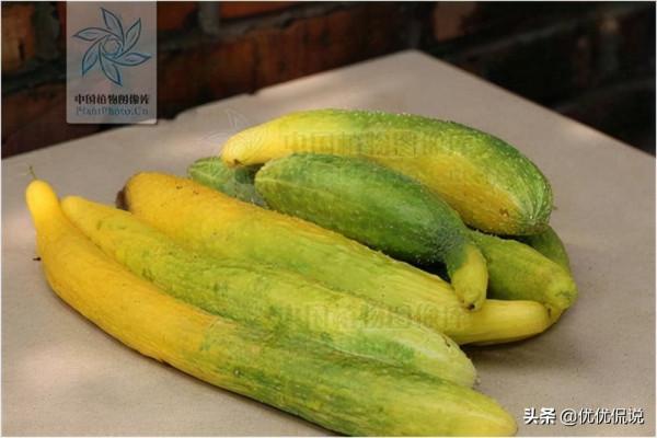 黃瓜是綠色的,為什麼叫黃瓜?吃那麼多到現在才知道為什麼叫黃瓜 黃瓜是綠色的,為什麼叫黃瓜?吃那麼多到現在才知道為什麼叫黃瓜