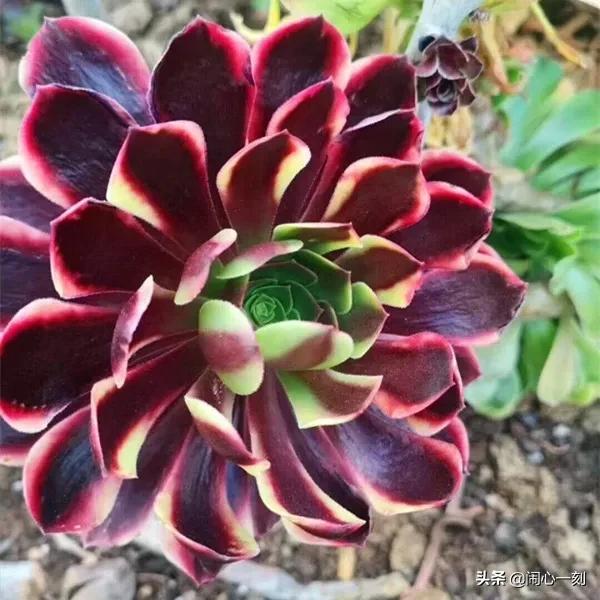 分享——不一樣的多肉