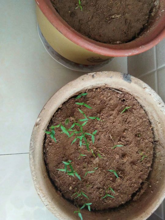 自己動手,豐衣足食,在家裡和車庫前面種的辣椒能自給自足啦 自己動手,豐衣足食,在家裡和車庫前面種的辣椒能自給自足啦