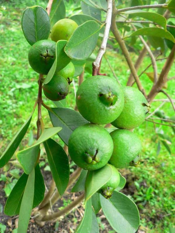 40種野果,滿滿都是兒時的味道 40種野果,滿滿都是兒時的味道