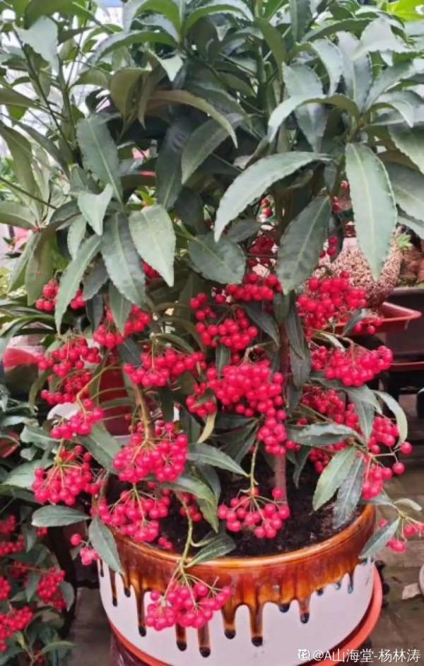 6種“觀果植物”，小果實掛滿枝頭，半年不落，喜慶又好看