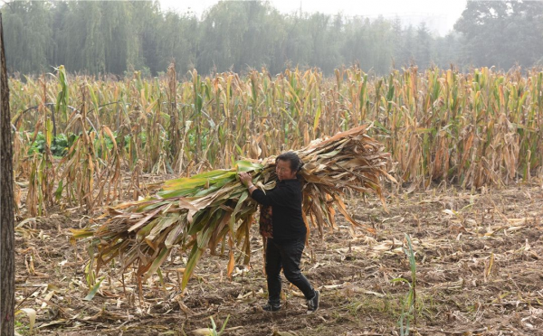 結婚難,3類農民卻不發愁,你們村也這樣嗎? 結婚難,3類農民卻不發愁,你們村也這樣嗎?