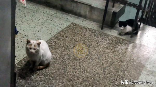 餵了一隻流浪貓，貓媽媽多次送孩子上門，小貓被收留後它選擇離開