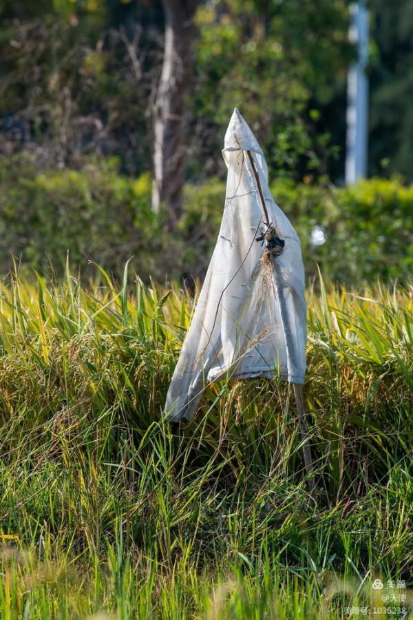 「視覺廣東」稻草人