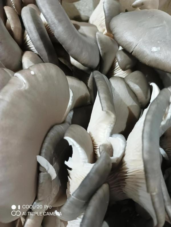 深度體驗cool 20pro拍照技術 深度體驗cool 20pro拍照技術