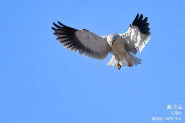 俊美空中小霸主“黑翅鳶”