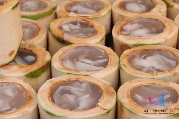 為啥天然椰汁是透明的,超市賣的椰奶卻是乳白色?喝了這麼多年才知道… 為啥天然椰汁是透明的,超市賣的椰奶卻是乳白色?喝了這麼多年才知道…