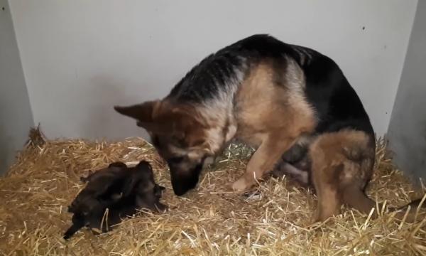 母犬生產完後該如何照顧？記得千萬不要立刻為狗狗洗澡