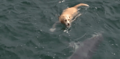 這隻貓天天和貓頭鷹幹架,卻打出了一段黑白配神仙友情 這隻貓天天和貓頭鷹幹架,卻打出了一段黑白配神仙友情