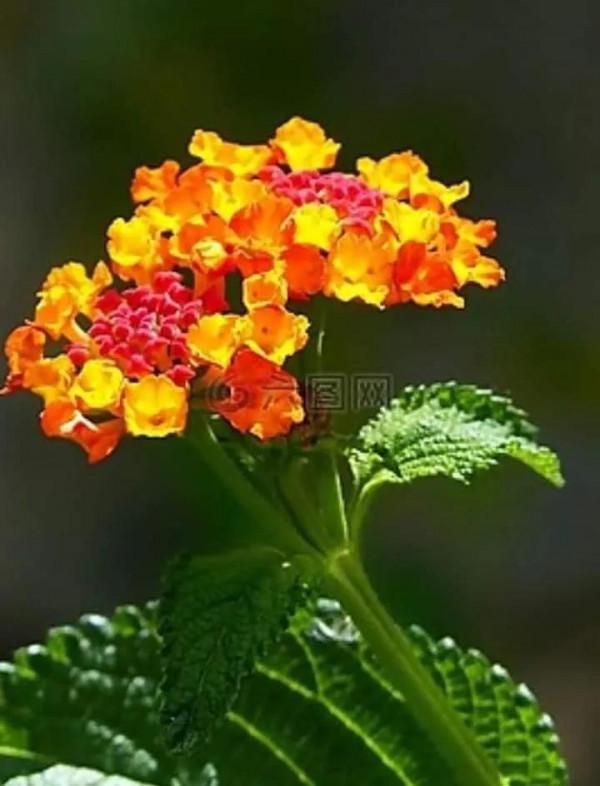 馬纓丹的花樣年華