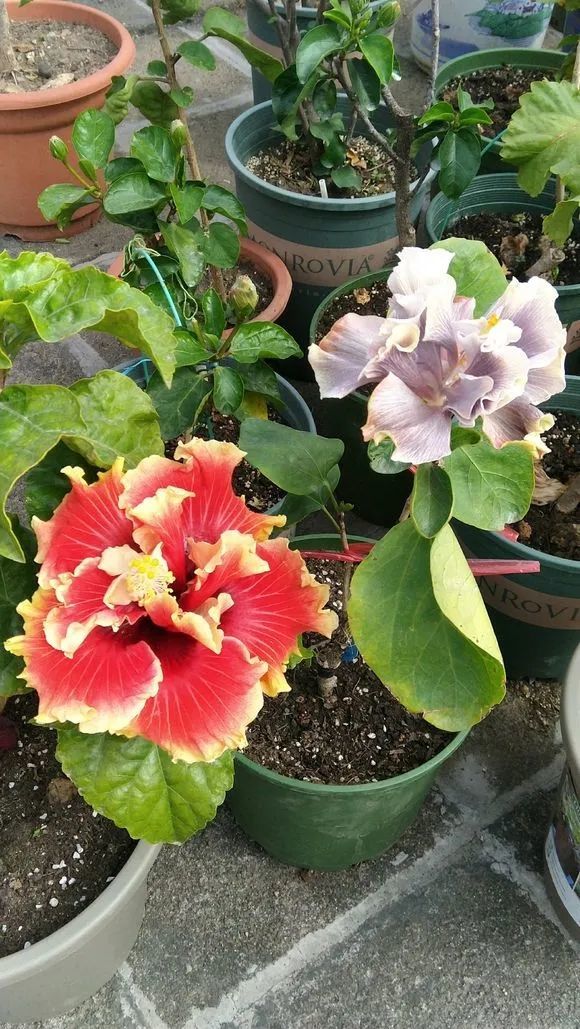 人養花，花亦養人！8種能“吃”的花，漂亮又美味，建議養一盆