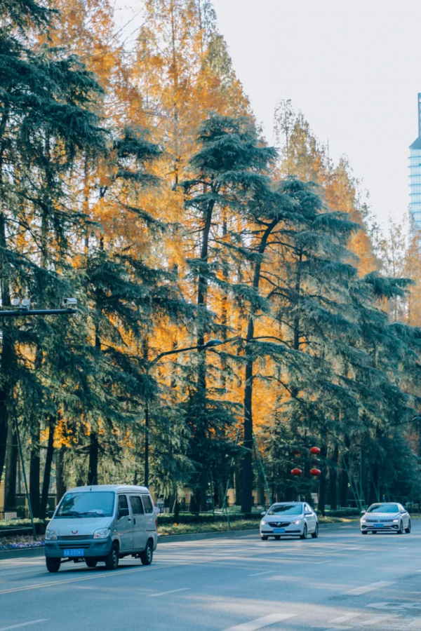 北京東路，喜提秋天