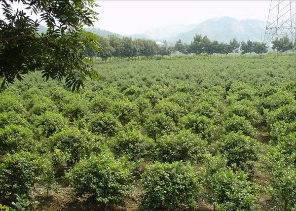 湖南小夥返鄉創業，種出身價十五萬的&quot;富貴樹&quot;，一年賣出800多萬