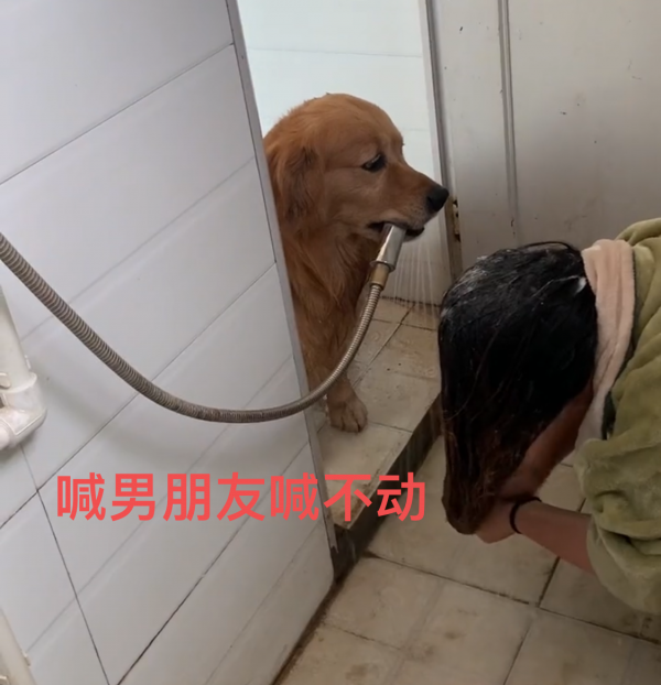 湖南：女子洗頭求老公幫忙，喊半天沒反應，最終狗狗幫忙叼花灑