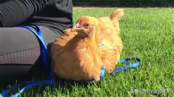 妮可·基德曼的羊駝，施瓦辛格的驢子，看看他們都在養哪些神獸