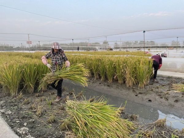 這裡的生態稻真值錢！稻田立體種養走出致富新路