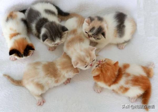 驚呆了！母貓居然會吃掉自己的孩子？