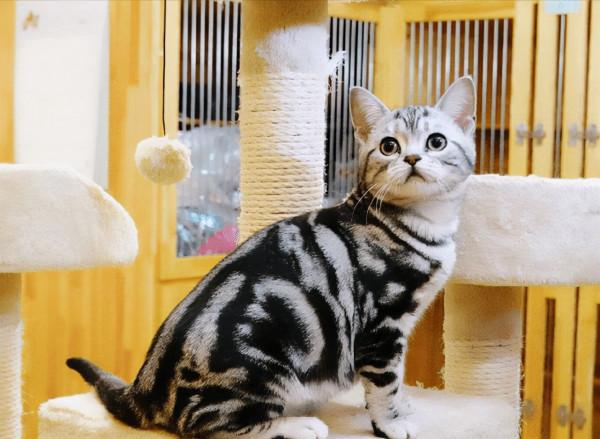 乾貨:熱門貓咪的最新參考價格,你有買貴了嗎? 乾貨:熱門貓咪的最新參考價格,你有買貴了嗎?