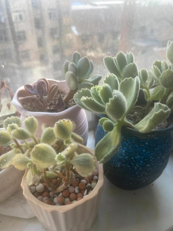 我可愛的多肉們完美度夏