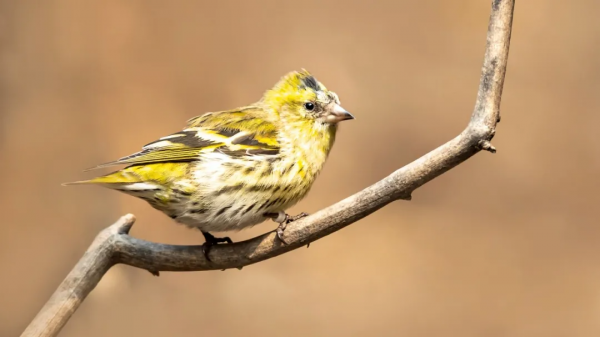 山西鳥類圖鑑|黃雀 山西鳥類圖鑑|黃雀