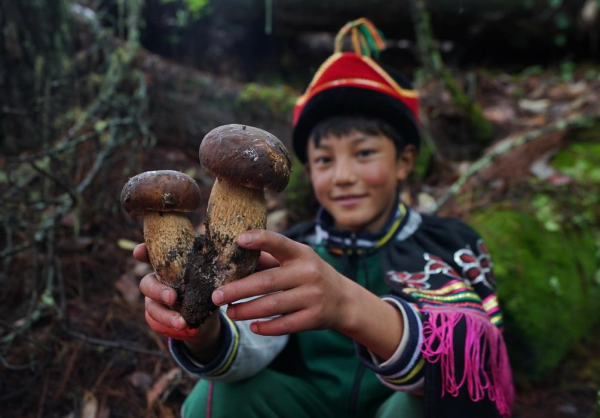 南菌北菇，中國最好吃的菌菇有哪些？