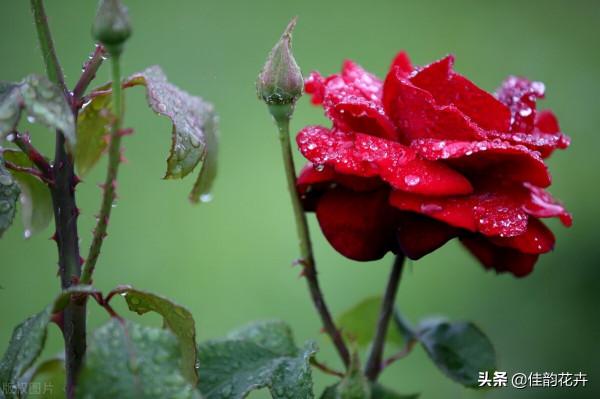 月季養護心得之病蟲害防治