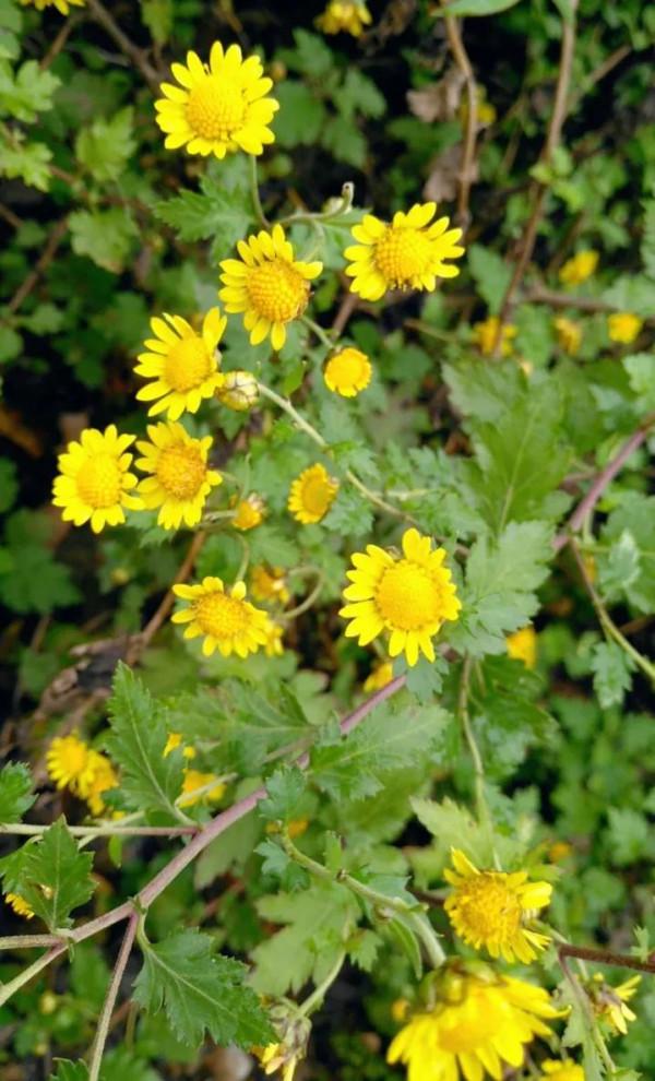 紅眼病不可怕，野菊花洗掉它