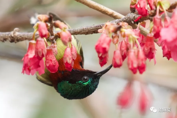 油麻菜:圓月彎刀 油麻菜:圓月彎刀