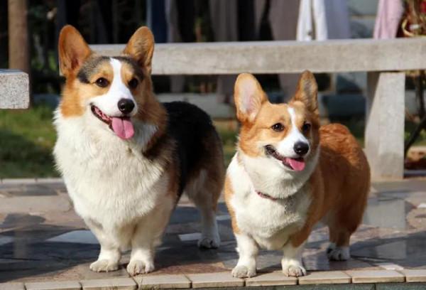 散文：我的花花