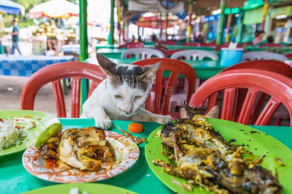 貓咪的壽命有多久？你家貓主子能陪你多少年？｜再見寶貝寵物關愛