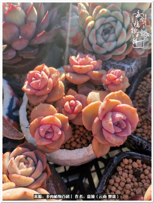 天南海北，一群熟悉又陌生的愛肉人