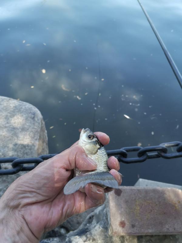 靈活多變才是漁獲的關鍵，大師的制勝法寶得好好學