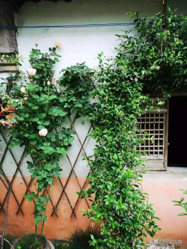 什麼才是人生最幸福的事，2022年我想有個開滿花的院子