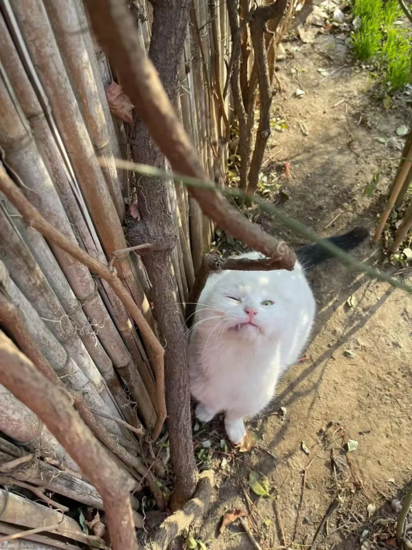 小嶽嶽：你知道我為了紅有多努力嗎？