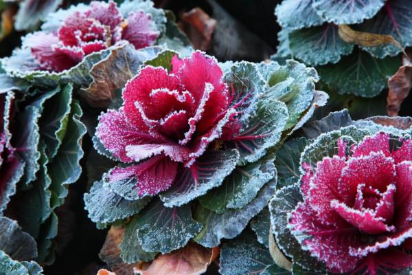 可以不吃但不可以不看