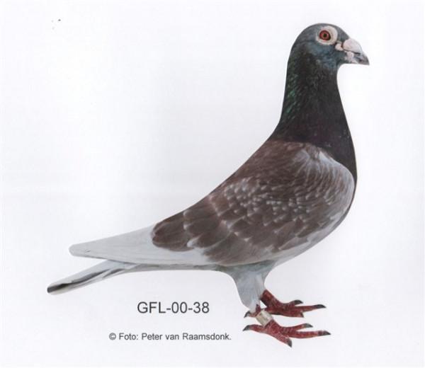 談談腦殼對選留賽鴿的依據