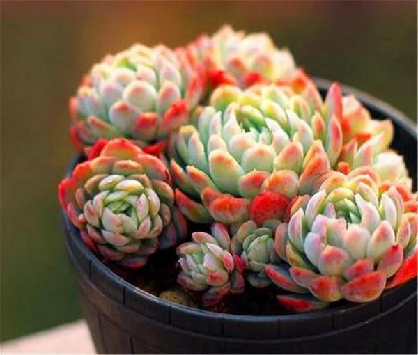 喜歡多肉，怎能不養6種“香多肉”，好看還好養，養在家裡滿室香