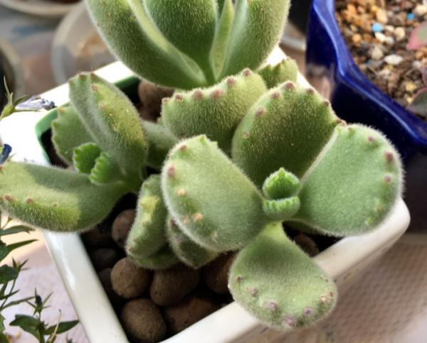 注意：少買這3種植物，雖然銷量高，但家庭盆栽很難達到預期