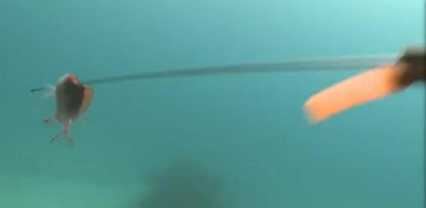 沒有國籍的巴瑤族:一輩子都在海上漂泊,捕魚能在水下憋氣10分鐘 沒有國籍的巴瑤族:一輩子都在海上漂泊,捕魚能在水下憋氣10分鐘