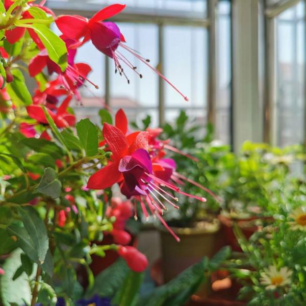 適合養在客廳的“6種吉祥花”，大氣有格調，高階上檔次